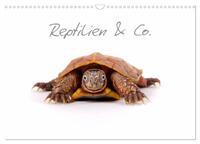 Reptilien & Co. (Wandkalender 2025 DIN A3 quer), CALVENDO Monatskalender