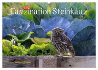 Vorderes Coverbild Faszination Steinkauz (Wandkalender 2025 DIN A2 quer), CALVENDO Monatskalender