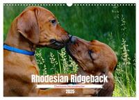 Rhodesian Ridgeback, Charmante Herzensbrecher (Wandkalender 2025 DIN A3 quer), CALVENDO Monatskalender