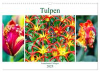Tulpen - kunterbunte Collagen (Wandkalender 2025 DIN A3 quer), CALVENDO Monatskalender