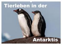 Tierleben in der Antarktis (Wandkalender 2025 DIN A2 quer), CALVENDO Monatskalender