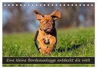 Eine kleine Bordeauxdogge entdeckt die Welt (Tischkalender 2026 DIN A5 quer), CALVENDO Monatskalender