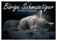 Bärige Schmusetiger - Britisch Kurzhaar (Wandkalender 2025 DIN A2 quer), CALVENDO Monatskalender