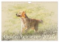 Golden Retriever 2025 (Wandkalender 2025 DIN A4 quer), CALVENDO Monatskalender