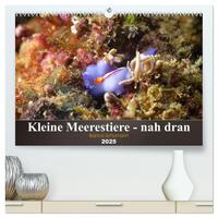 Kleine Meerestiere - nah dran (hochwertiger Premium Wandkalender 2025 DIN A2 quer), Kunstdruck in Hochglanz