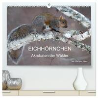 EICHHÖRNCHEN (hochwertiger Premium Wandkalender 2026 DIN A2 quer), Kunstdruck in Hochglanz