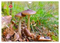 Herbstzeit ist Pilzezeit (Wandkalender 2025 DIN A4 quer), CALVENDO Monatskalender
