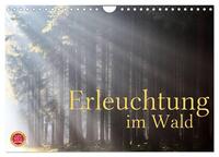 Erleuchtung im Wald (Wandkalender 2025 DIN A4 quer), CALVENDO Monatskalender
