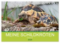 Meine Schildkröten (Tischkalender 2025 DIN A5 quer), CALVENDO Monatskalender