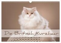 Die Britisch Kurzhaar (Wandkalender 2025 DIN A3 quer), CALVENDO Monatskalender