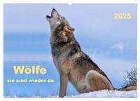 Wölfe - sie sind wieder da (Wandkalender 2025 DIN A2 quer), CALVENDO Monatskalender