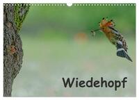 Wiedehopf (Wandkalender 2026 DIN A3 quer), CALVENDO Monatskalender