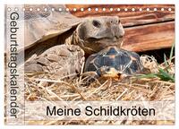 Meine Schildkröten - Geburtstagskalender (Tischkalender 2025 DIN A5 quer), CALVENDO Monatskalender