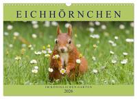 Eichhörnchen im Königlichen Garten (Wandkalender 2026 DIN A3 quer), CALVENDO Monatskalender