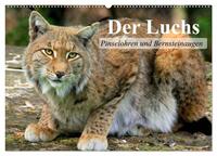 Der Luchs. Pinselohren und Bernsteinaugen (Wandkalender 2026 DIN A2 quer), CALVENDO Monatskalender