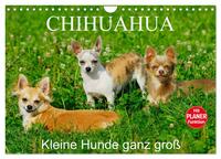 Chihuahua - Kleine Hunde ganz groß (Wandkalender 2025 DIN A4 quer), CALVENDO Monatskalender