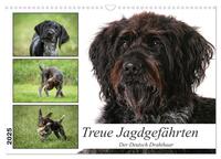 Treue Jagdgefährten - Der Deutsch Drahthaar (Wandkalender 2025 DIN A3 quer), CALVENDO Monatskalender
