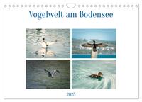 Vogelwelt am Bodensee 2025 (Wandkalender 2025 DIN A4 quer), CALVENDO Monatskalender