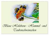 Blaue Holzbiene – Hummel – und Taubenschwänzchen. (Wandkalender 2025 DIN A2 quer), CALVENDO Monatskalender