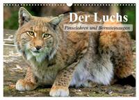 Der Luchs. Pinselohren und Bernsteinaugen (Wandkalender 2026 DIN A3 quer), CALVENDO Monatskalender