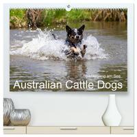 Spaziergang am See Australian Cattle Dogs (hochwertiger Premium Wandkalender 2025 DIN A2 quer), Kunstdruck in Hochglanz