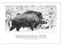 Wildschweine – Wildlife Fotografien (Wandkalender 2025 DIN A4 quer), CALVENDO Monatskalender