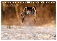 DER HABICHT, Des Falkners Allrounder (Wandkalender 2025 DIN A4 quer), CALVENDO Monatskalender