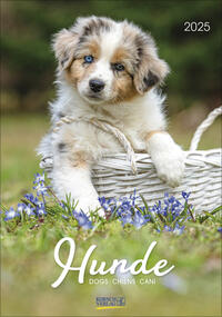 Hunde 2025