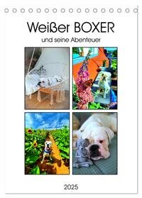 Weißer BOXER (Tischkalender 2025 DIN A5 hoch), CALVENDO Monatskalender