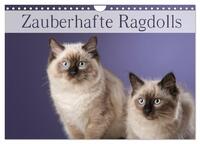 Zauberhafte Ragdolls / Geburtstagskalender (Wandkalender 2025 DIN A4 quer), CALVENDO Monatskalender