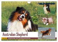 Australian Shepherd - Hütehunde mit Familienanschluss (Wandkalender 2026 DIN A4 quer), CALVENDO Monatskalender