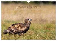 Seeadler in Polen (Wandkalender 2026 DIN A3 quer), CALVENDO Monatskalender