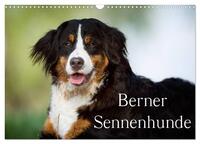 Berner Sennenhunde (Wandkalender 2026 DIN A3 quer), CALVENDO Monatskalender