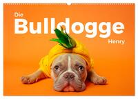 Die Bulldogge Henry (Wandkalender 2025 DIN A2 quer), CALVENDO Monatskalender