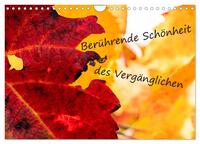Berührende Schönheit des Vergänglichen (Wandkalender 2025 DIN A4 quer), CALVENDO Monatskalender