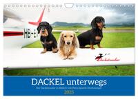 Dackel unterwegs (Wandkalender 2025 DIN A4 quer), CALVENDO Monatskalender