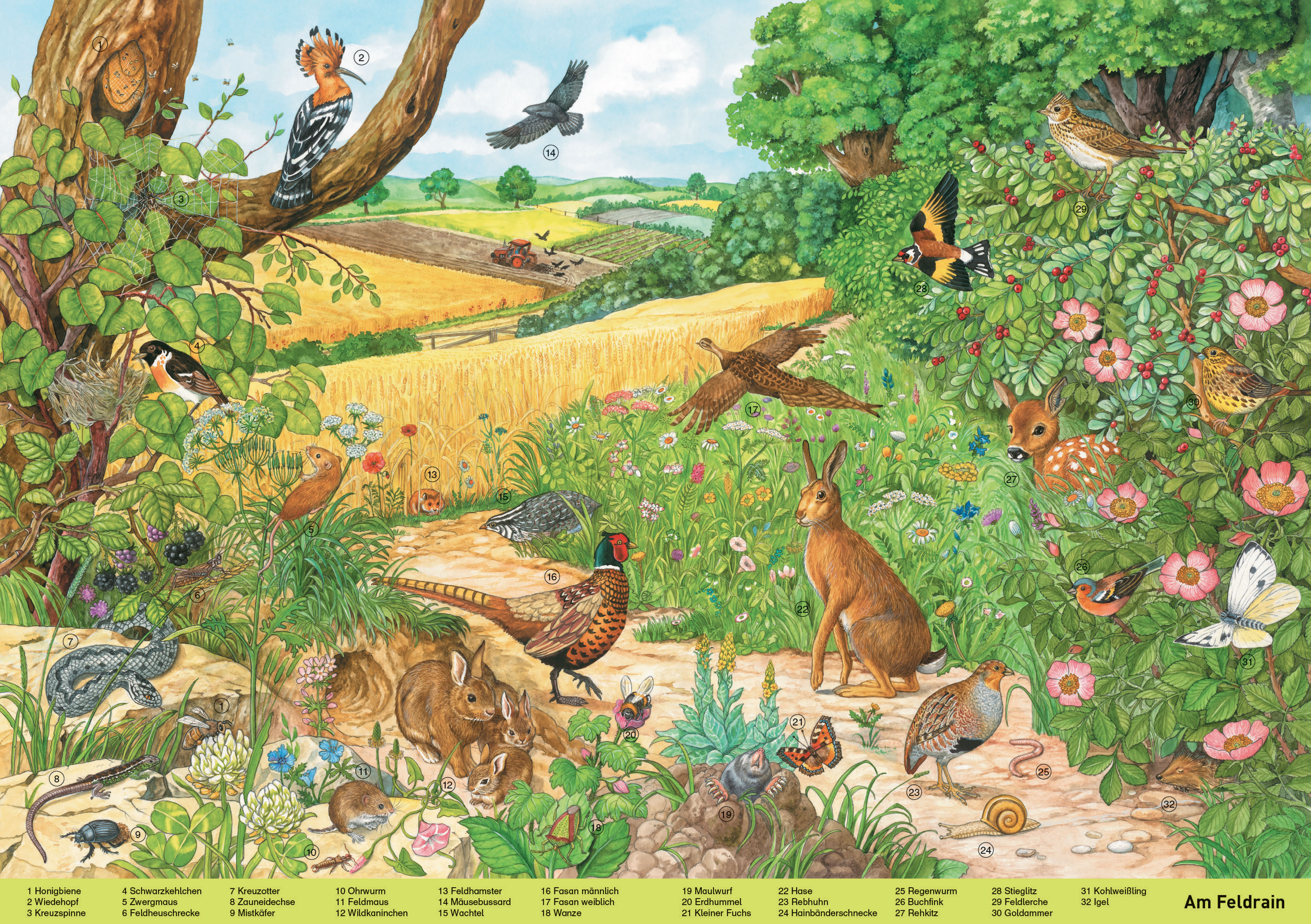 Beispielinhalt (Bild) Mein großes Wimmelbuch Tiere