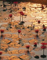Lotus Pond