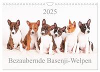 Bezaubernde Basenji-Welpen (Wandkalender 2025 DIN A4 quer), CALVENDO Monatskalender