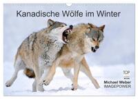Kanadische Wölfe im Winter (Wandkalender 2026 DIN A3 quer), CALVENDO Monatskalender