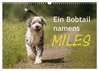 Ein Bobtail namens Miles (Wandkalender 2026 DIN A3 quer), CALVENDO Monatskalender