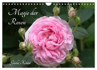 Magie der Rosen (Wandkalender 2026 DIN A4 quer), CALVENDO Monatskalender