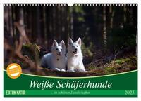 Vorderes Coverbild Weiße Schäferhunde in schönen Landschaften (Wandkalender 2025 DIN A3 quer), CALVENDO Monatskalender