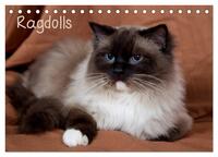 Vorderes Coverbild Ragdolls (Tischkalender 2025 DIN A5 quer), CALVENDO Monatskalender