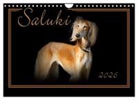 Saluki 2026 (Wandkalender 2026 DIN A4 quer), CALVENDO Monatskalender
