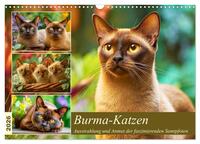 Burma-Katzen. Ausstrahlung und Anmut der faszinierenden Samtpfoten (Wandkalender 2026 DIN A3 quer), CALVENDO Monatskalender