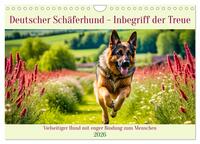 Deutscher Schäferhund - Inbegriff der Treue (Wandkalender 2026 DIN A4 quer), CALVENDO Monatskalender