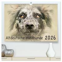 Altdeutsche Hütehunde 2026 (hochwertiger Premium Wandkalender 2026 DIN A2 quer), Kunstdruck in Hochglanz