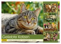 Geliebte Katzen. Unsere zauberhaften Hauskatzen im Garten (Wandkalender 2026 DIN A2 quer), CALVENDO Monatskalender