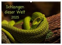 Schlangen dieser Welt (Wandkalender 2025 DIN A2 quer), CALVENDO Monatskalender